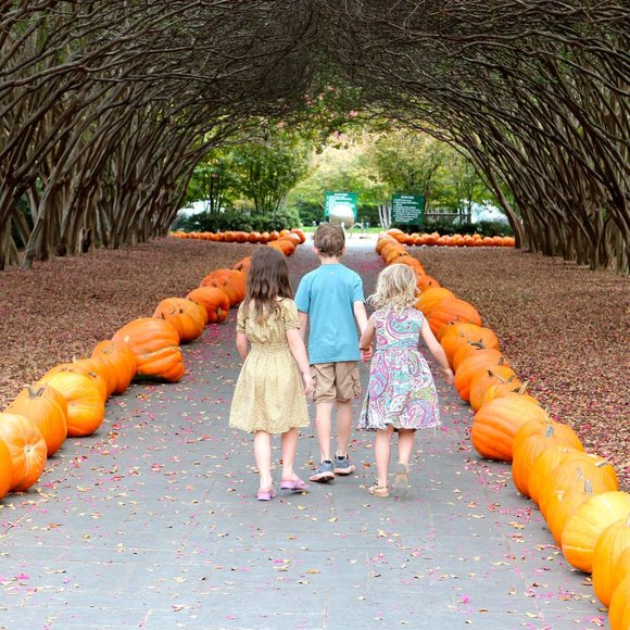 NEW LISTINGS! Happy Fall Y'all - Picture 14 of 14